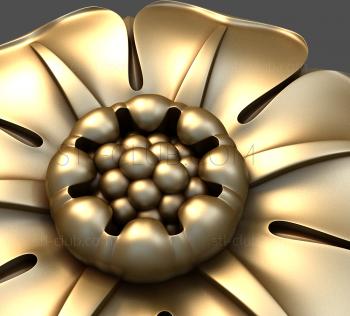 3D model Oxypetalum (STL)